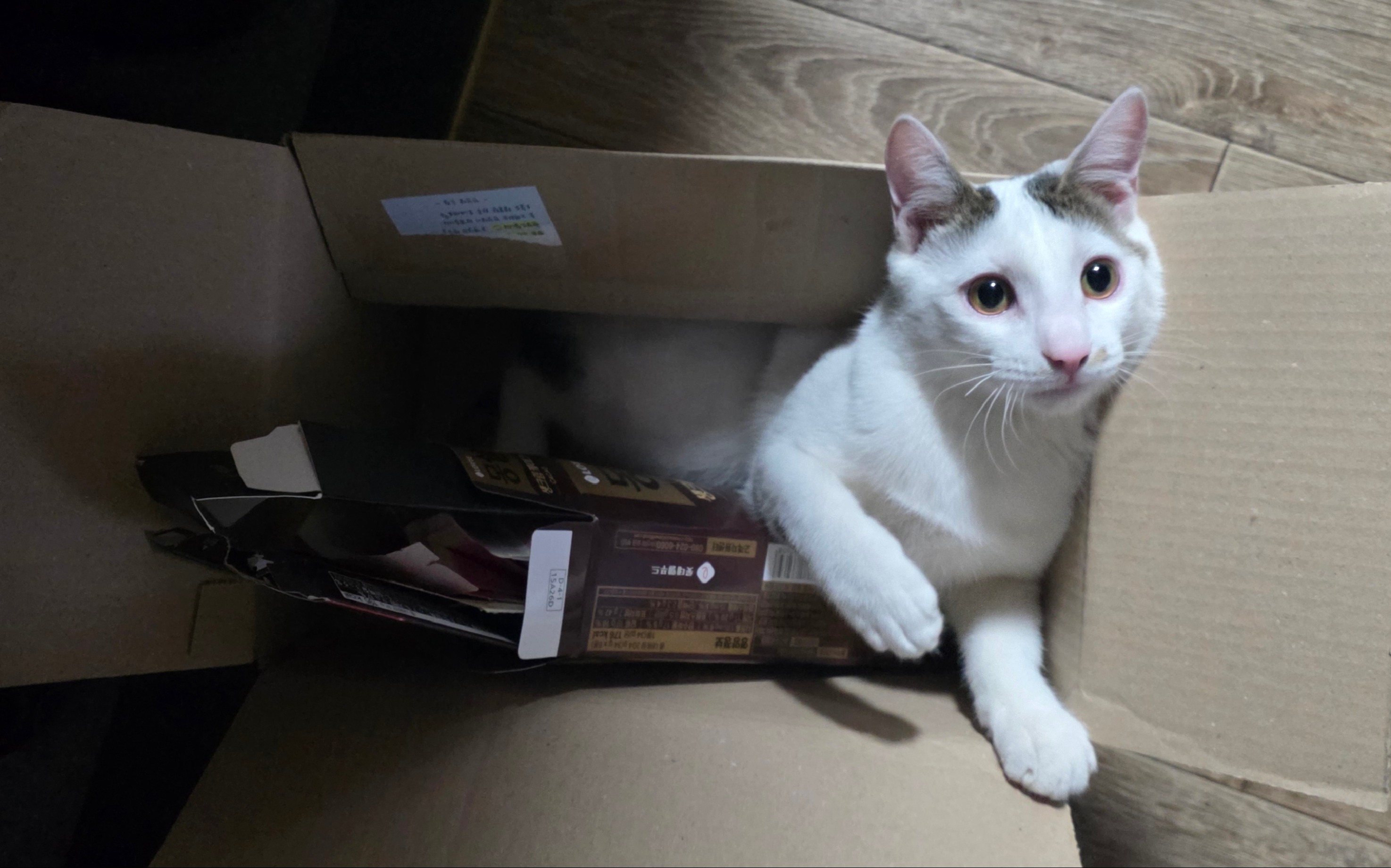 수염이 짧은 옹심이