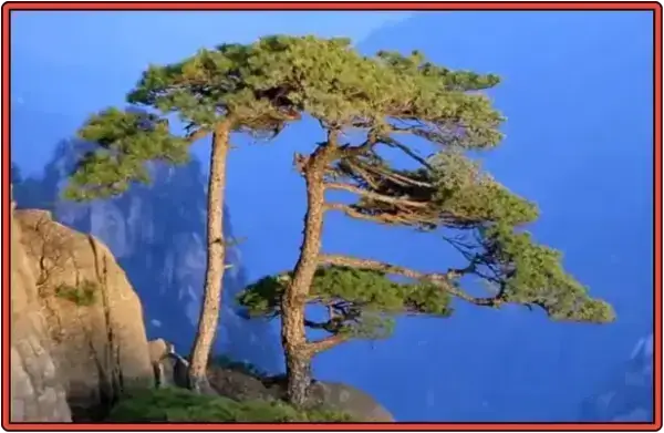 중국 황산 소나무 영객송