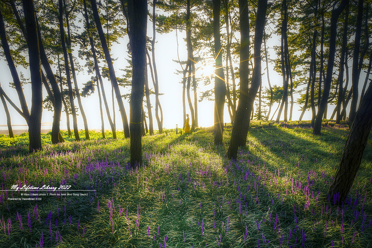 서천 맥문동 역광