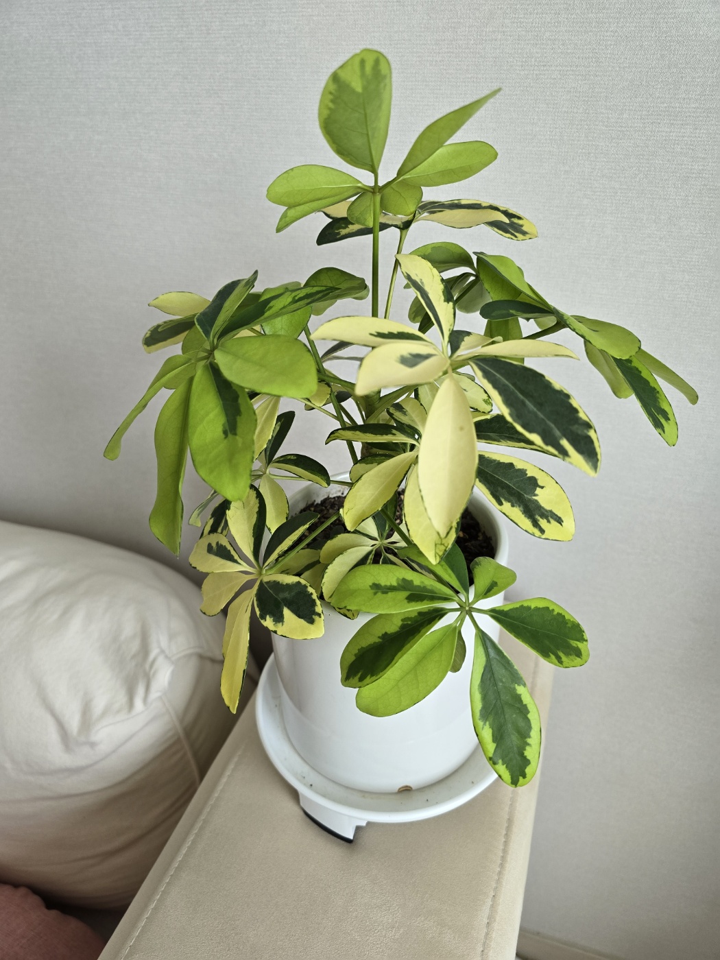 현재 아주 건강해진칼라홍콩