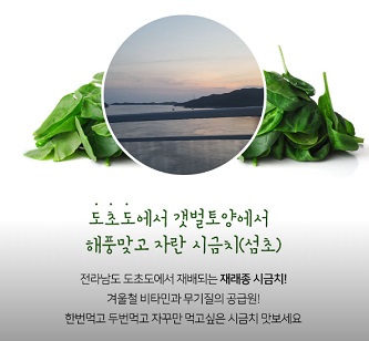 섬초-도초도
