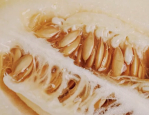 참외 효능 부작용 (참외씨 먹어도 되나요? 참외씨 설사 이유는?)