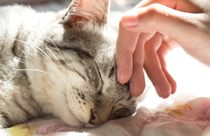 이마를 쓰다듬고 눈을 감는 고양이.