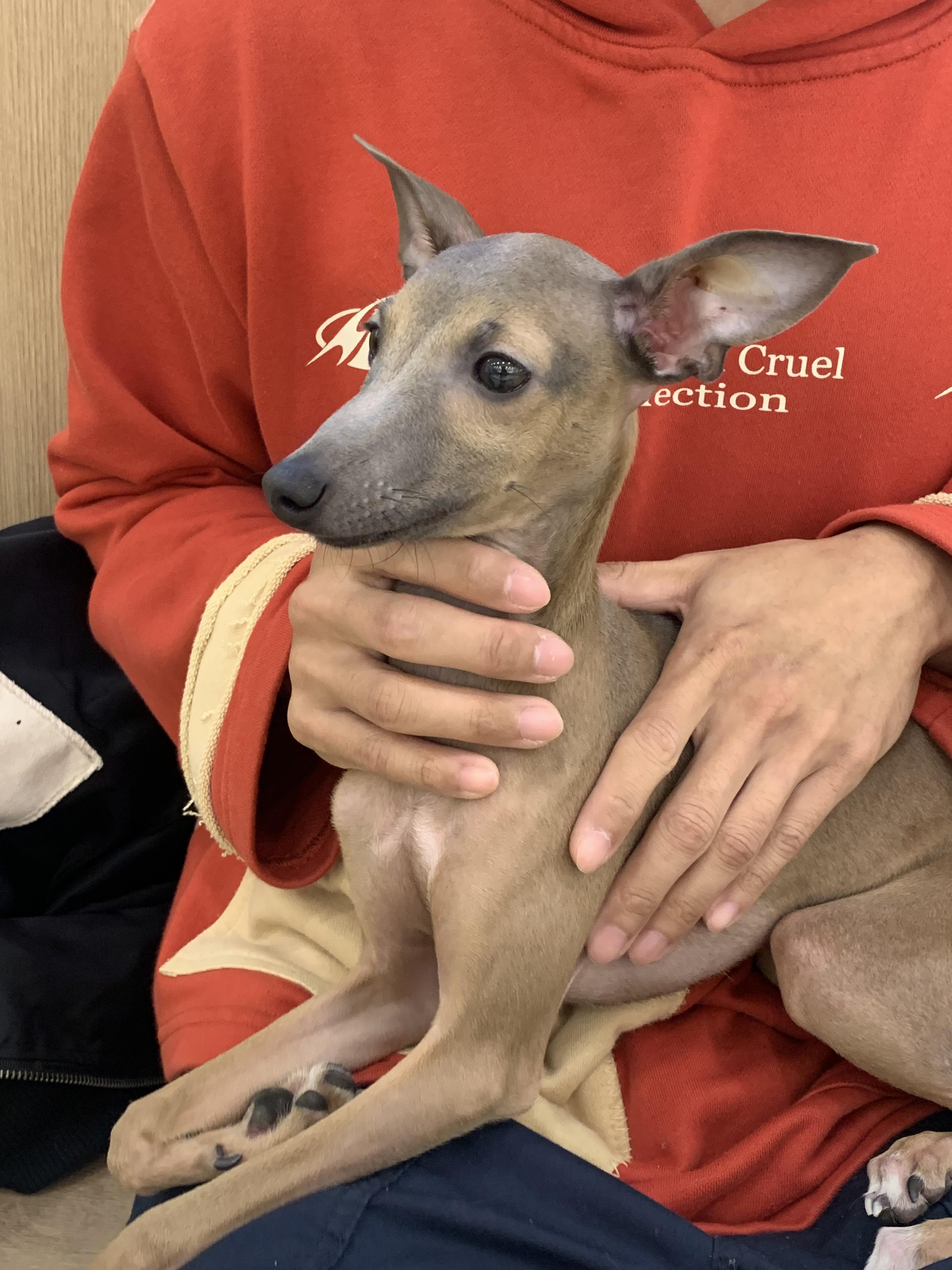 부천 부천시청 애견카페 애견유치원 애견호텔 멍스냅