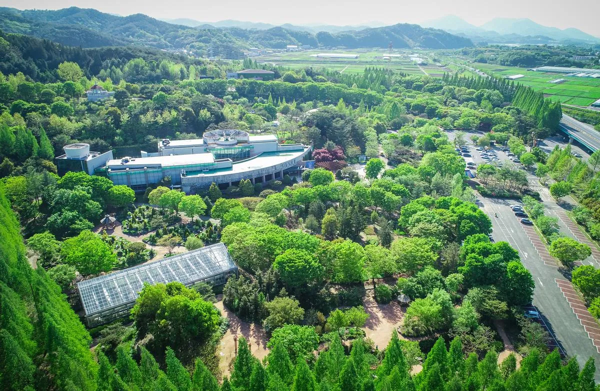 경상남도 수목원 5월의 꽃 관음죽꽃 핑퐁나무 황금자주달개비 마가렛 만첩빈도리 자란 크레이프자스민_4