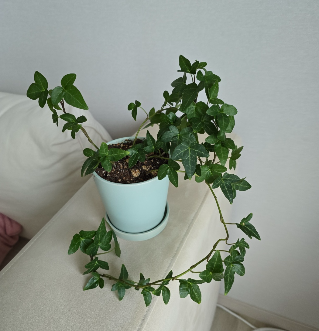 5개월전의 아이비모습