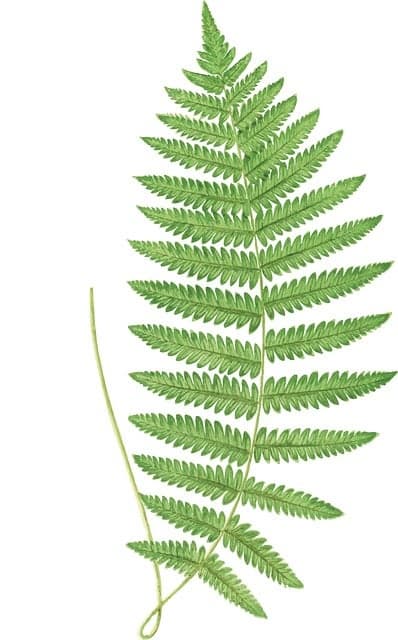 고사리 실내 정원 스마트 센서를 활용한 미래형 실내 녹지 관리