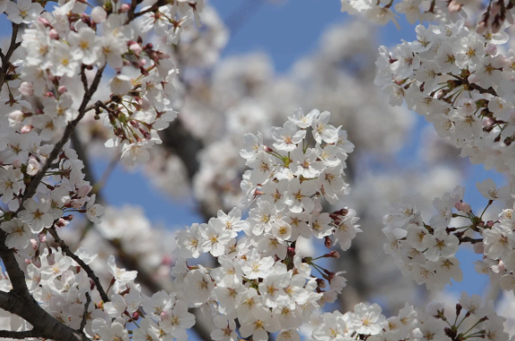 4월 서울 및 경기도 봄 꽃 축제 일정