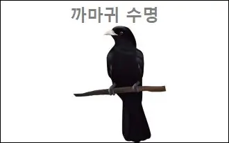 까마귀 수명