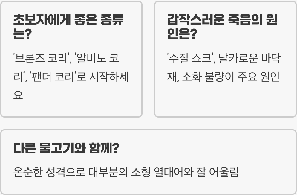 코리도라스 키우기 A to Z (어항, 먹이, 수질 관리)