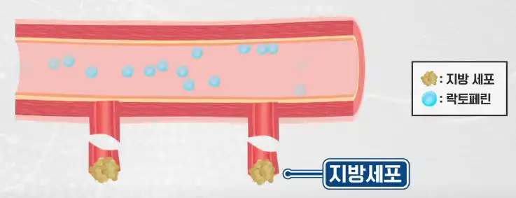 락토페린에 의해서 줄어든 지방세포