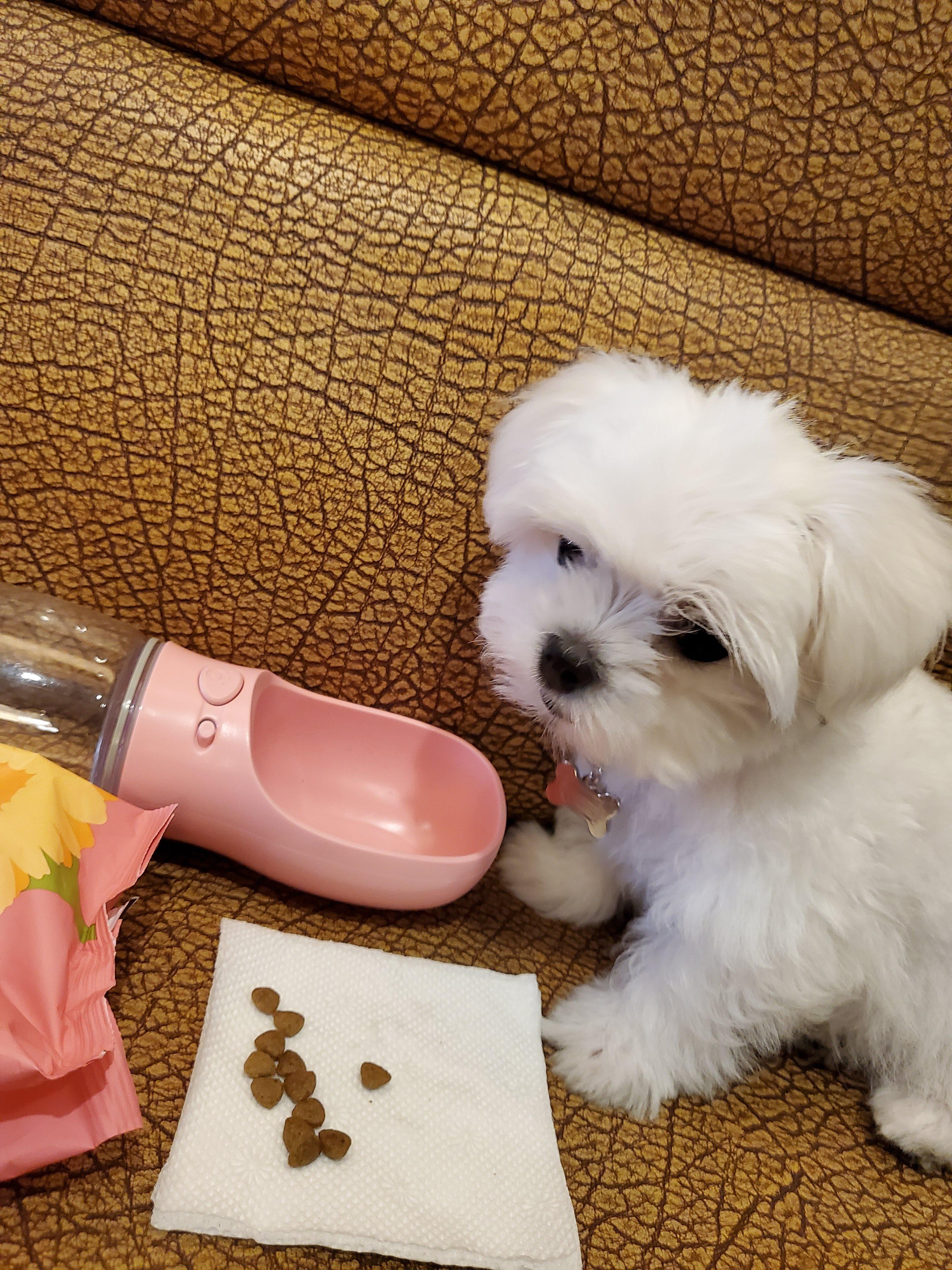 전주 애견동반 맛집