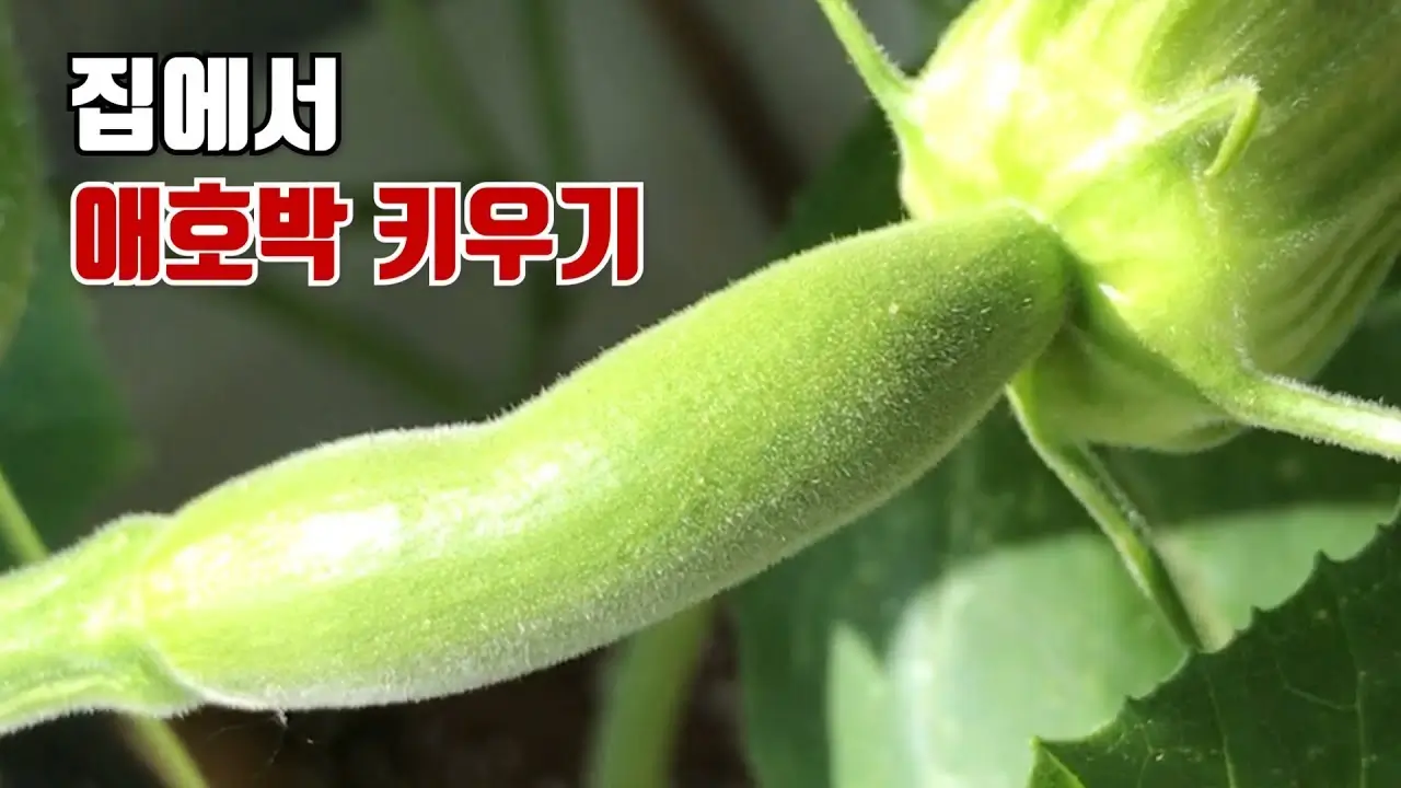 애호박