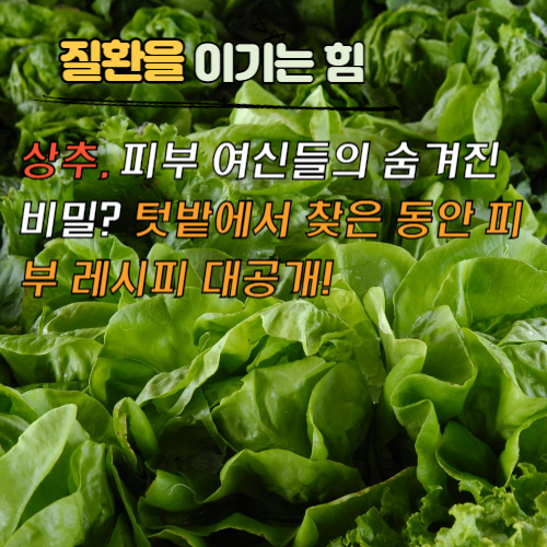 상추, 피부 여신들의 숨겨진 비밀? 텃밭에서 찾은 동안 피부 레시피 대공개!