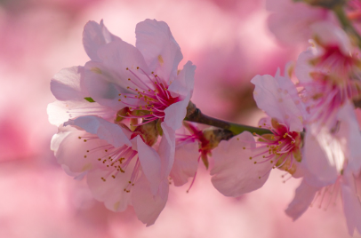 화담숲-예약하기