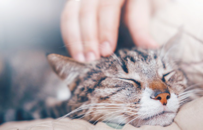 쓰다듬어지고 있는 고양이.