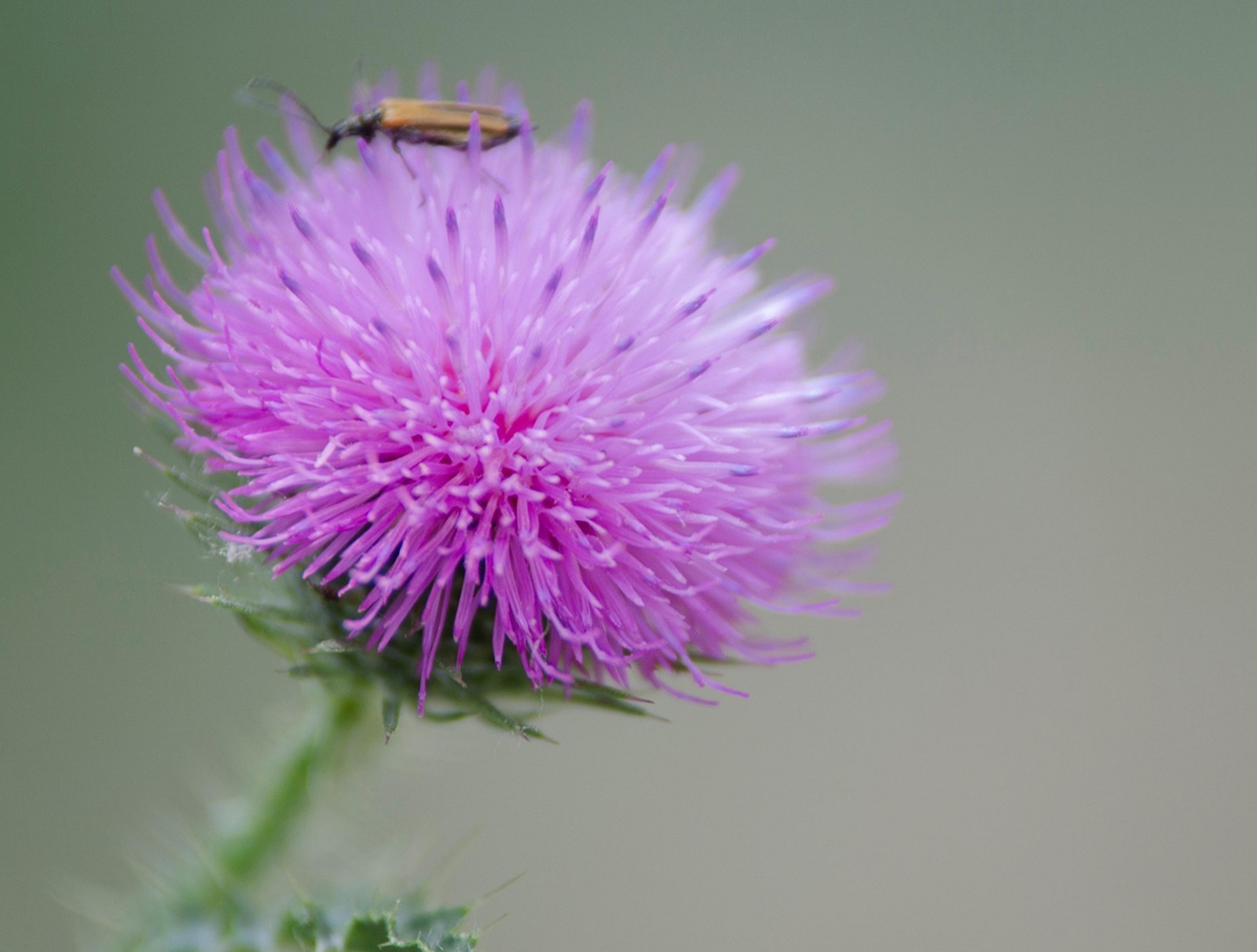 아침에 유독 피곤한 사람, 간이 밤새 혈당과 사투를 벌인 5가지 신호