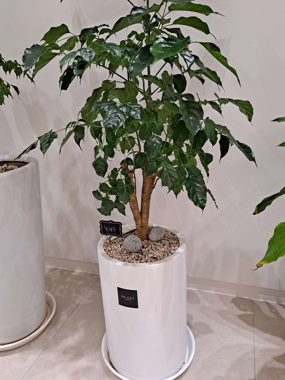 척척본의원 녹보수