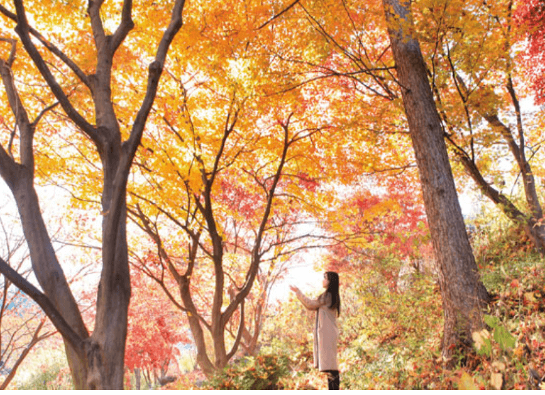 서울근교 단풍명소 추천