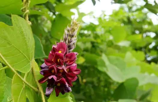 칡즙 효능 및 복용시 주의점