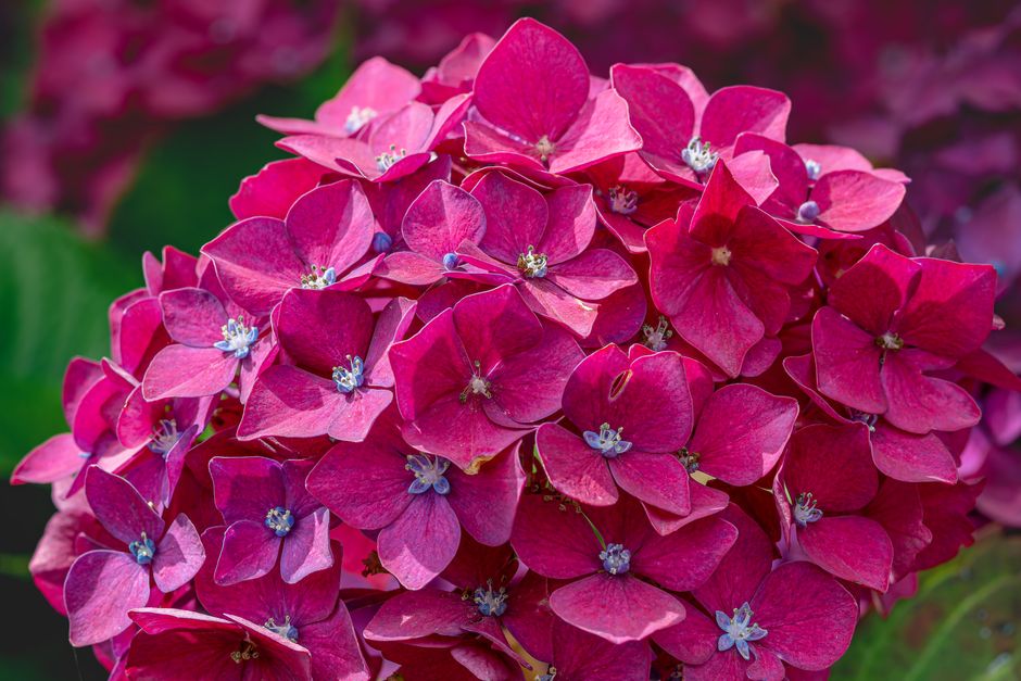 Close-up of vibrant pink hydrangeas showcasing intricate petals and delicate details.