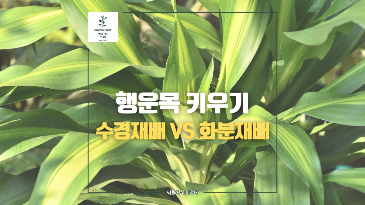 행운목 수경재배 vs 화분 재배 장단점