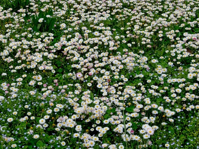 베짱이 vs 배짱이 맞춤법 올바른 표기와 의미 차이 예시로 정리로_4