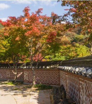 화담숲 돌담길