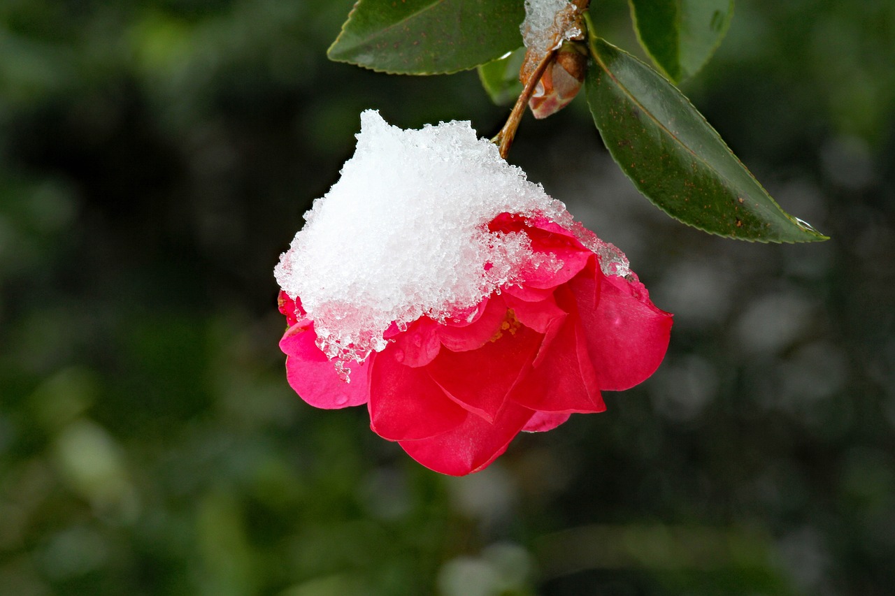 눈 쌓인 동백꽃 사진