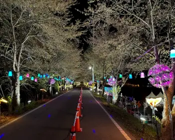 대청호 벚꽃축제_27