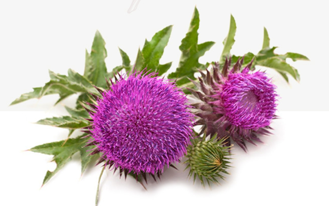 밀크씨슬(간 건강 영양성분)