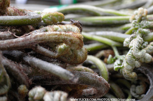 고사리 효능 및 효과