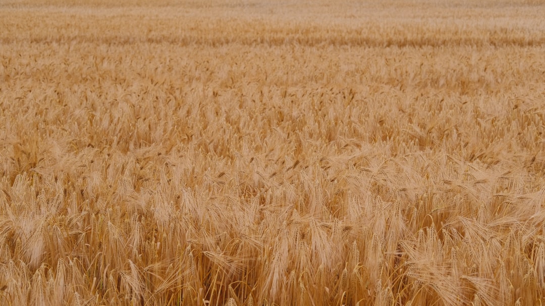 Agricultural land