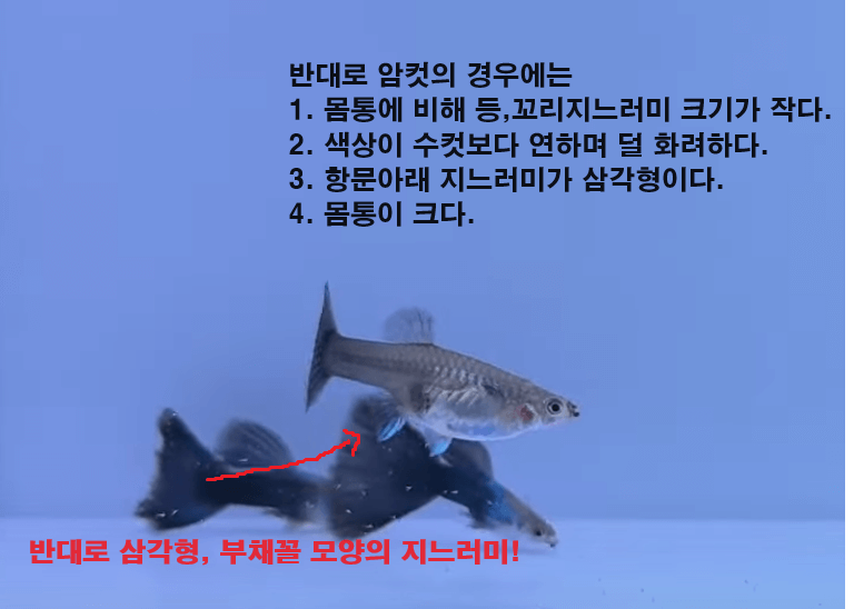 직장인 구피 먹이 주는 방법