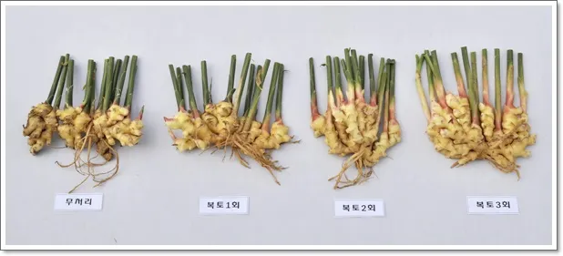 생강 재배 씨눈 맞추기 보온 피복 수확 건조_8