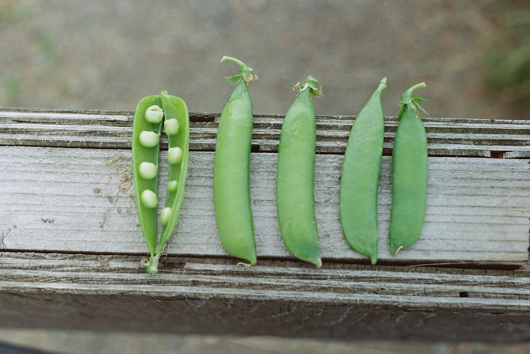 bean sprouts