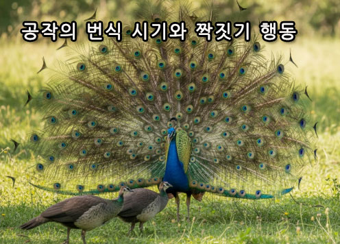 공작의 번식 시기와 짝짓기 행동