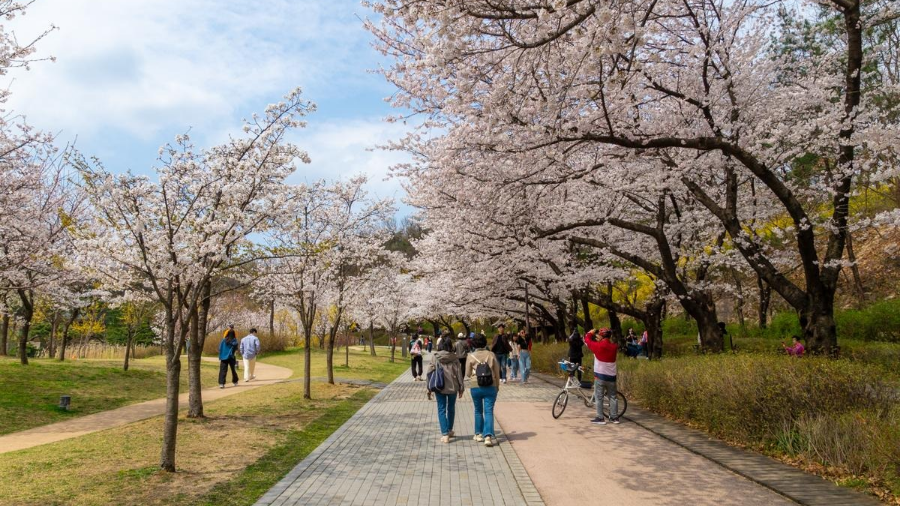 벚꽃 명소 2026