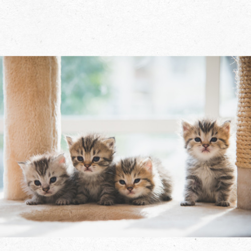 세계 고양이의 날을 상징하는 미니멀 일러스트