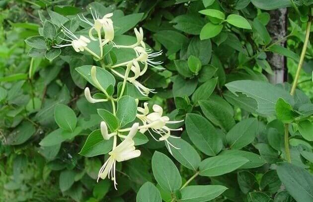 금은화(인동초) 9가지 효능 및 부작용과 복용법