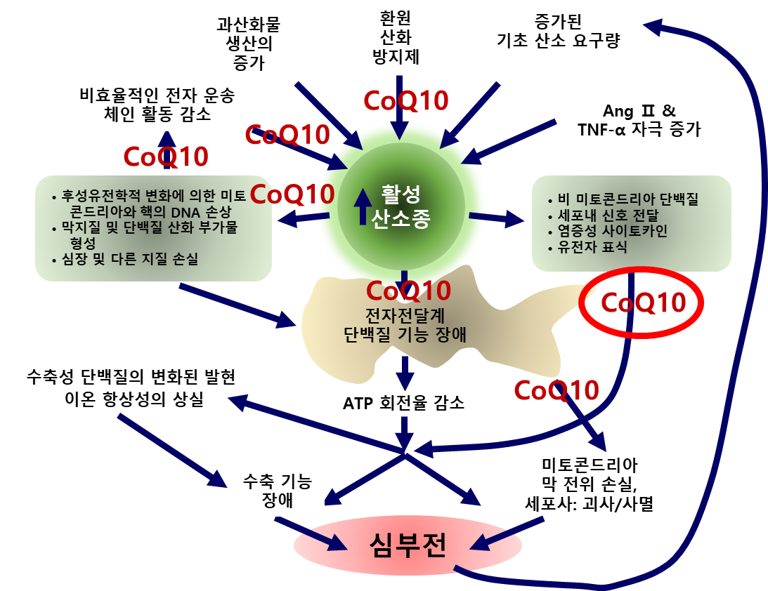 코엔자임Q10의 에너지 생성과 항산화 작용
