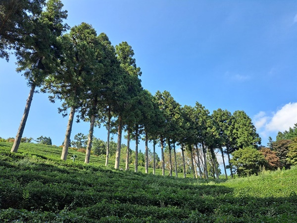 보성 읍내 1인 가구 최적 동네&mdash; 실제로 살아본 사람들의 기준으로 고른 &lsquo;1인 가구 맞춤 생활권 순위&rsquo;