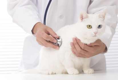 너무 말랐을지도 모르는 고양이.