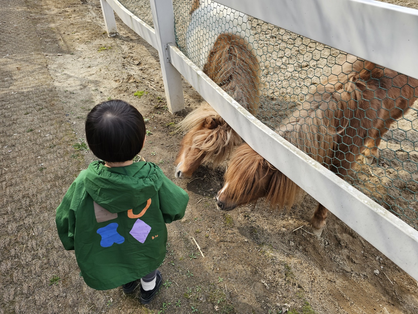 ※ 조랑말, 혹은 망아지