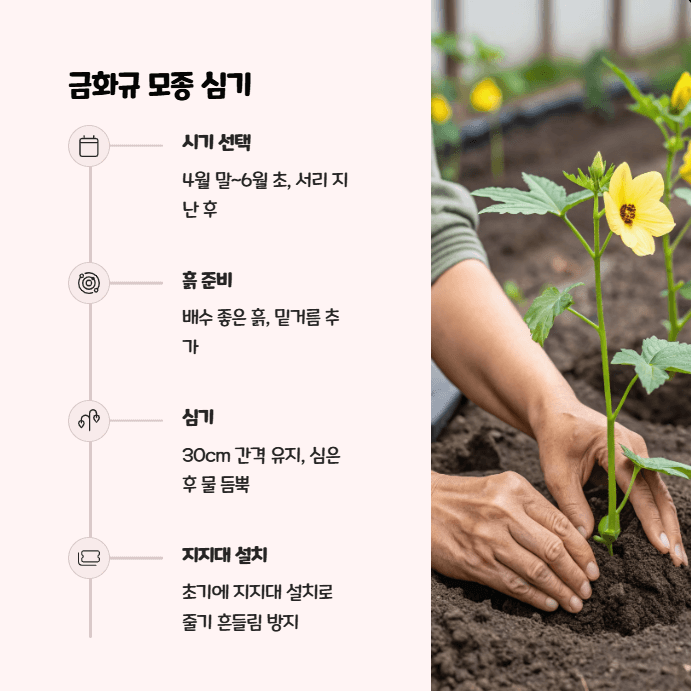금화규