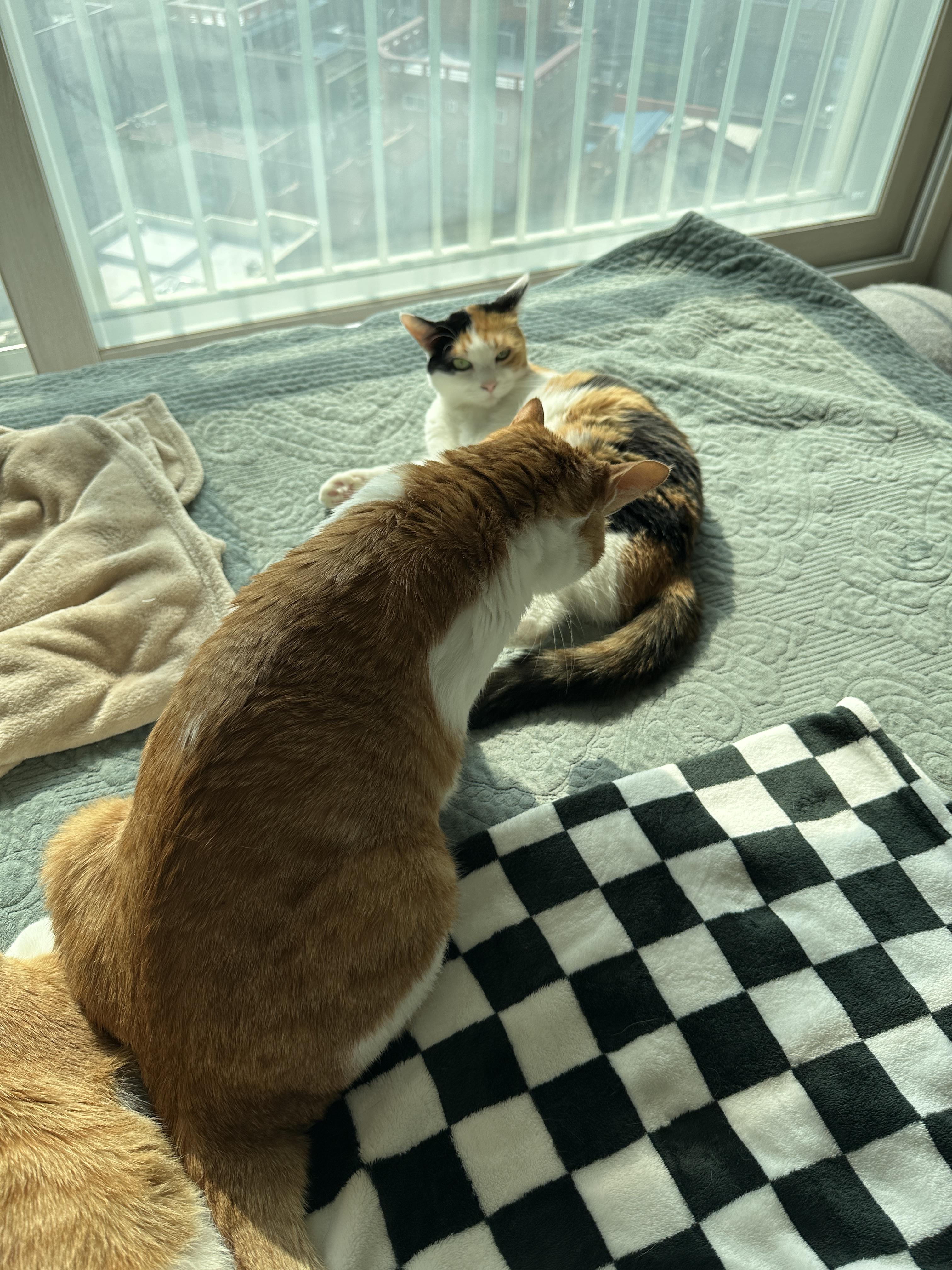 아니...그게 그렇게 이어진다고?? (feat.사차원고양이 요미와 막둥이)