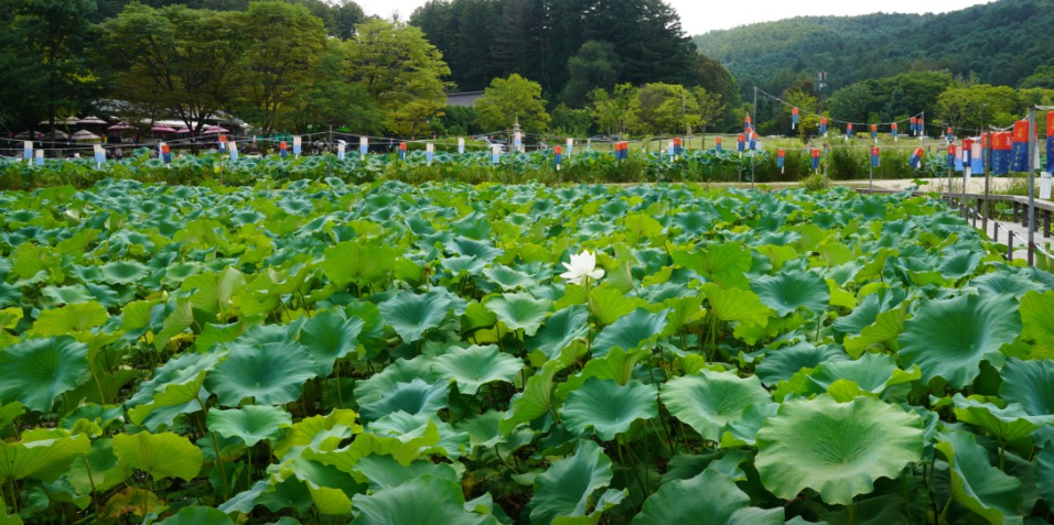 남양주 봉선사 연꽃 이미지 사진