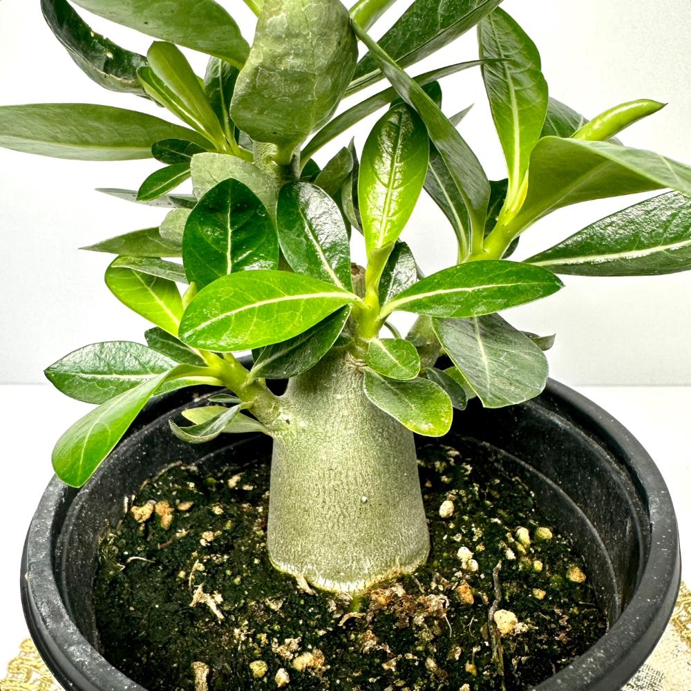 아데니움 키우기 석화 바오밥나무 키우는법