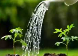 군자란 관리법 알아보기