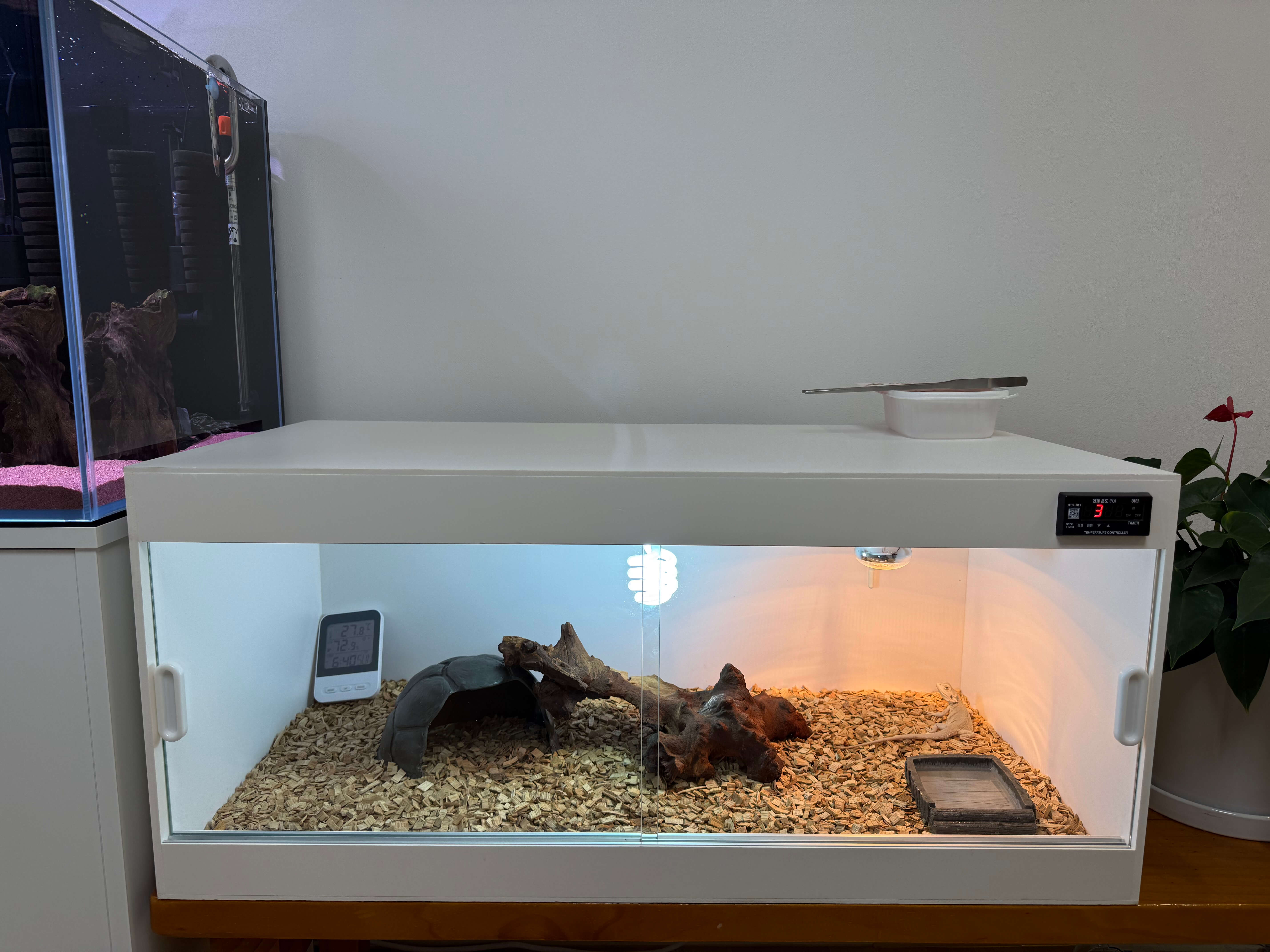 비어디드래곤 3자 사육장